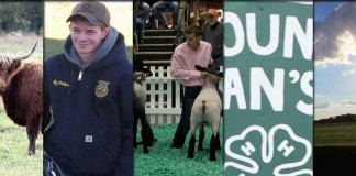 top 10 web stories of 2015 collage