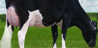 Bur-Wall Buckeye Gigi Holstein cow