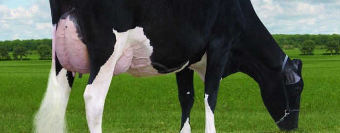 Bur-Wall Buckeye Gigi Bur-Wall Buckeye Gigi Holstein cow