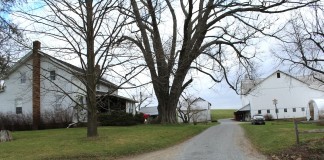 Kline dairy