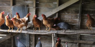 Kline poultry