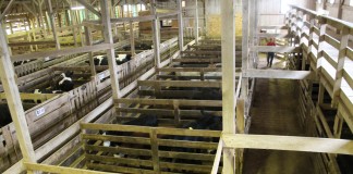 Livestock market
