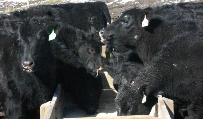 angus cattle feeding angus cattle feeding
