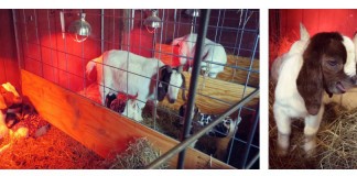 birthing goats collage