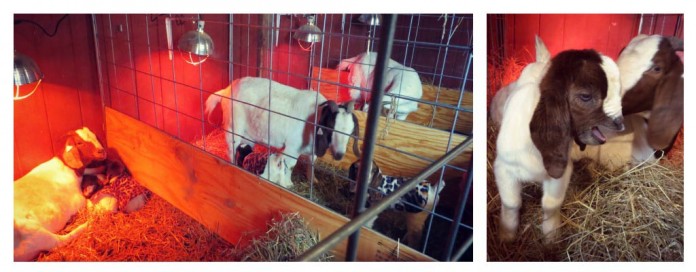 birthing goats collage birthing goats collage