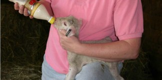 bottle feeding lamb