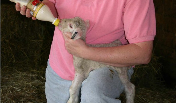 bottle feeding lamb bottle feeding lamb