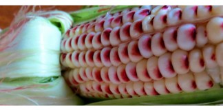 closeup of corn