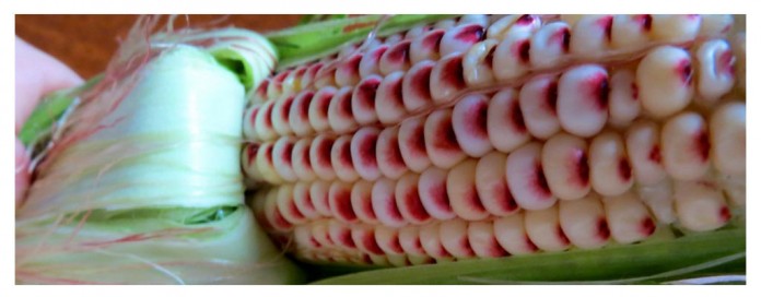 closeup of corn closeup of corn