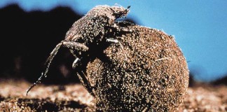 dung beetle