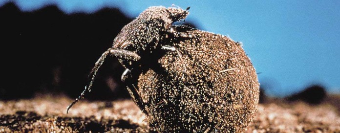 dung beetle dung beetle