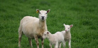 ewe and two lambs