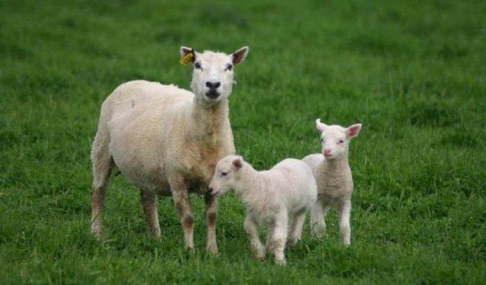 ewe and two lambs ewe and two lambs