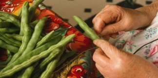 Mae Bongalis strings beans for drying. The dried beans are known as leather britches. For Ms. Bongalis, canning and preserving foods is “MyTradition.” Photo by Lyntha Scott Eiler, Oct. 5, 1996.