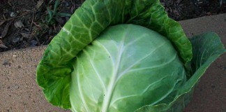 head of cabbage