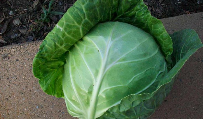 head of cabbage head of cabbage