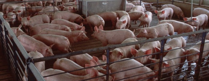 hog confinement.USDA_NRCS