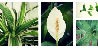 houseplants collage