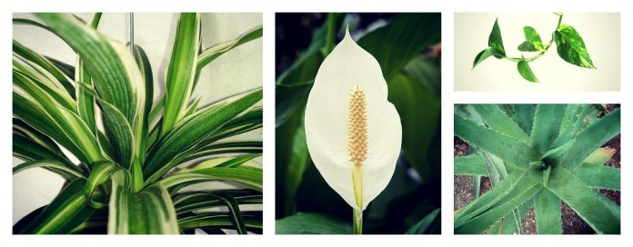 houseplants collage houseplants collage