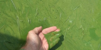 harmful algal bloom