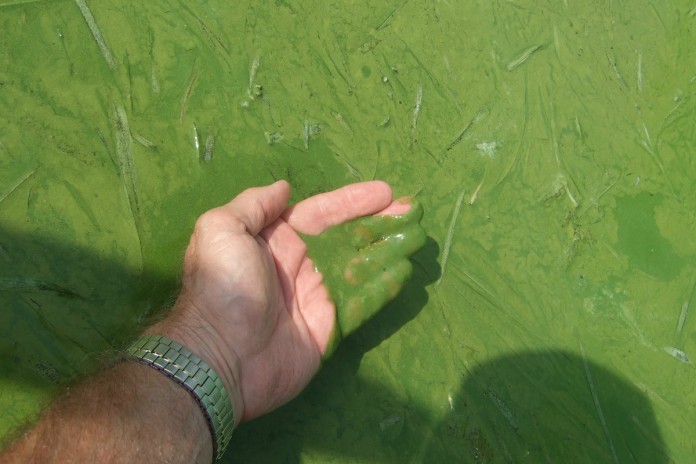 lake erie.algal bloom harmful algal bloom