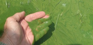 Harmful algal bloom