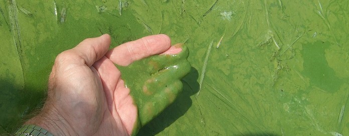 lake erie.algal bloom.closeup Harmful algal bloom