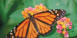 monarch butterfly