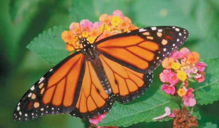 monarch butterfly monarch butterfly
