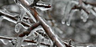 ice on branches
