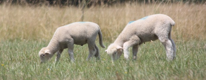 Grazing lambs Grazing lambs