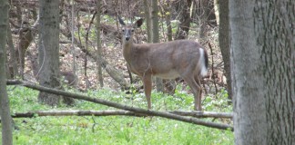 deer in woods