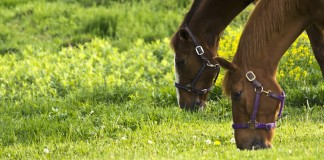 Horses grazing
