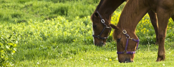 Horses grazing Horses grazing