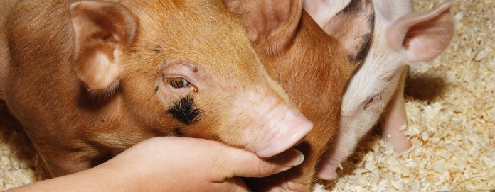 pigs