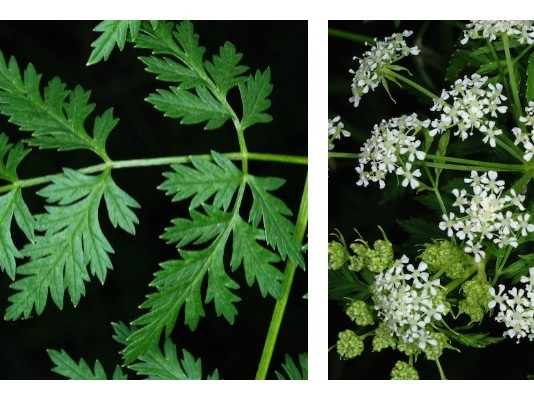 Poison hemlock header
