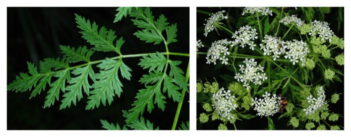 Poison hemlock header Poison hemlock header