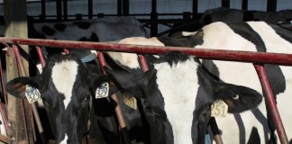 Holsteins