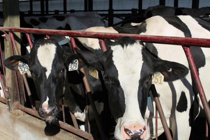 Schaad cows closeup Holsteins
