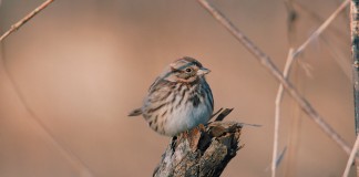 bird on post