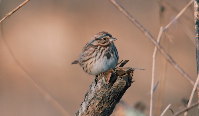 bird on post bird on post