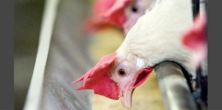 chickens eating