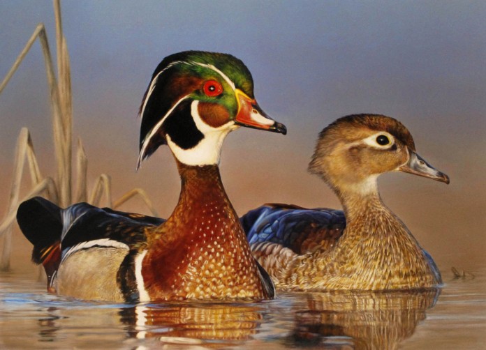 wood ducks wood ducks