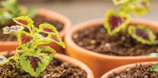 coleus seedlings