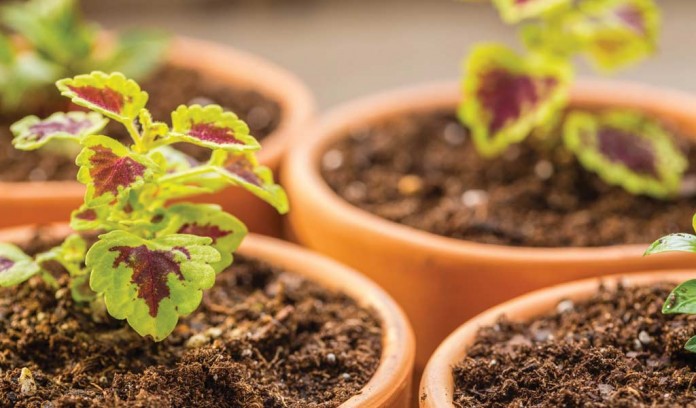 coleus seedlings coleus seedlings