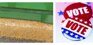 corn and voter button