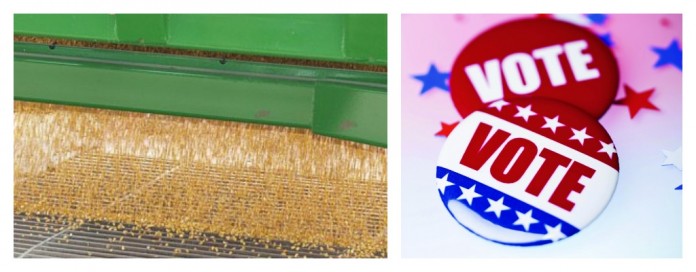 corn and voter button corn and voter button