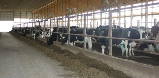 dairy freestall