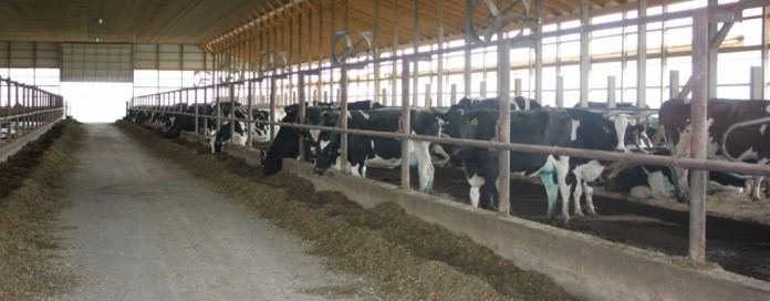 dairy freestall.JPG dairy freestall