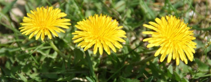 dandelions dandelions